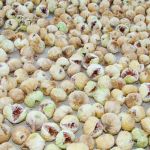 خشک کردن انجیر