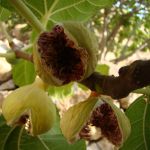 انجیر تازه پرک