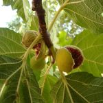 انجیر تازه پرک