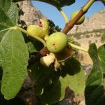 انجیر تازه پرک