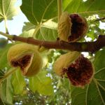 انجیر تازه پرک